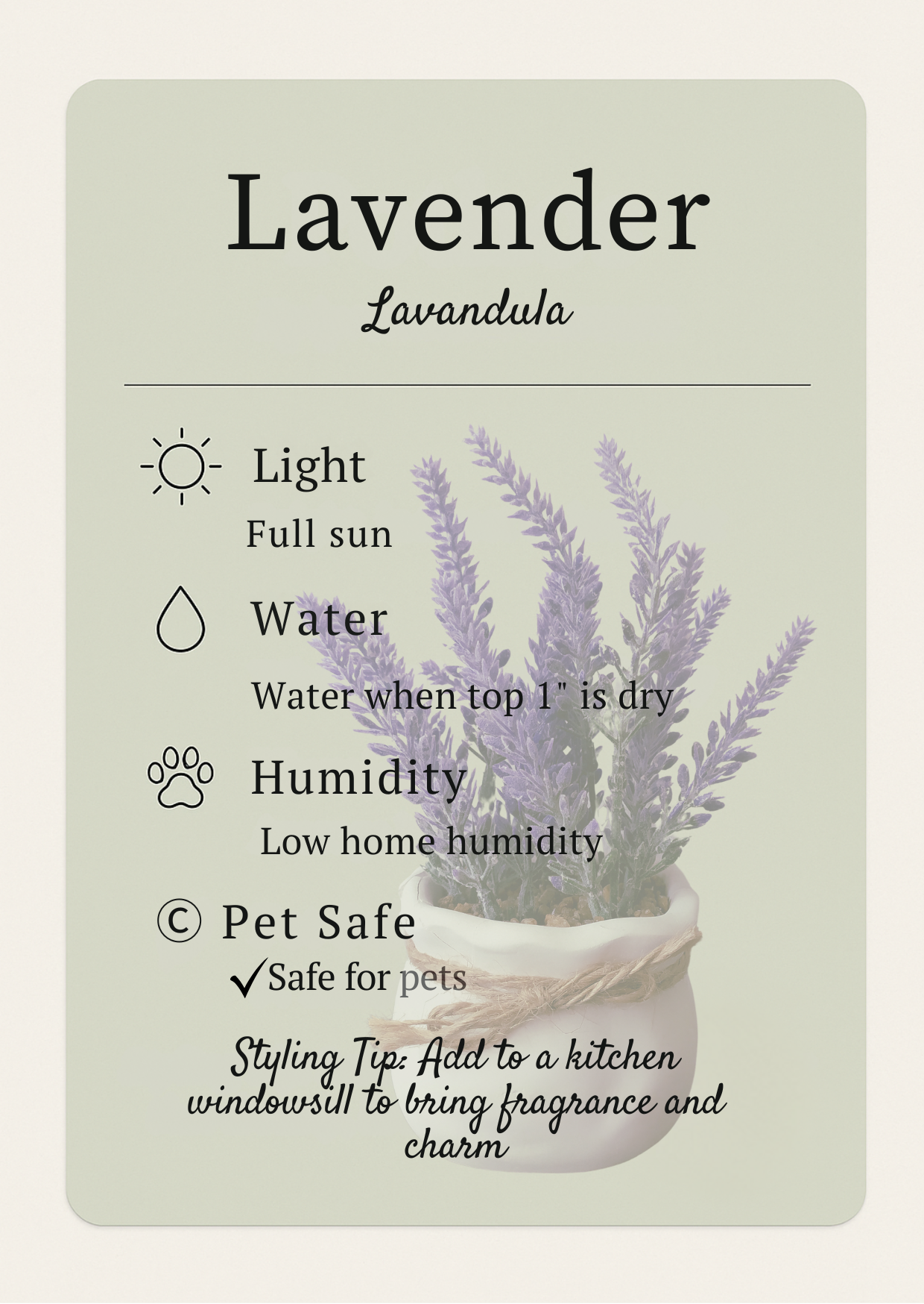 Printable Plant Care Cards for Beginners