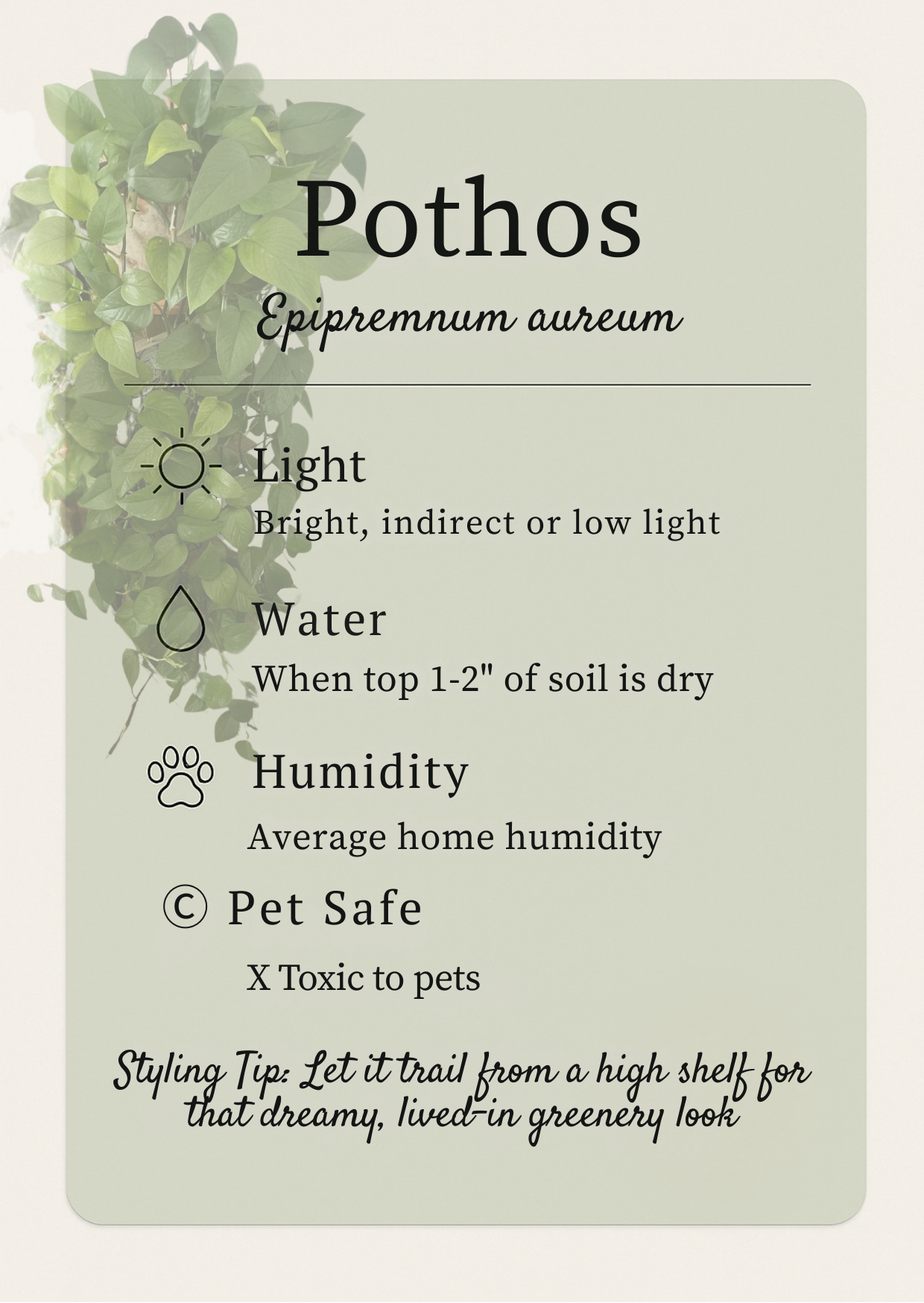Printable Plant Care Cards for Beginners