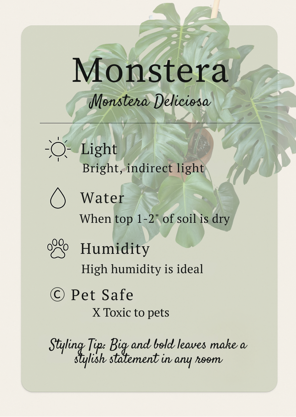 Printable Plant Care Cards for Beginners